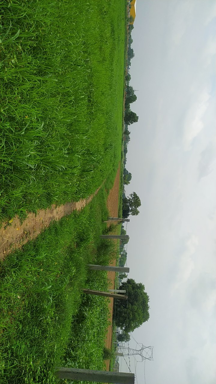 Agricultural Land for Sale